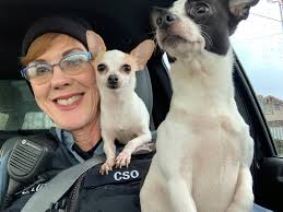 Dharamsala Animal Rescue is hiring a Community Engagement Officer.  **Company Description** Dharamsala Animal Rescue is dedicated to ending the  human/street dog conflict in Dharamsala, India by creating a humane and  sustainable environment