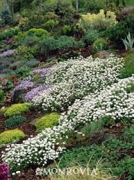 Pin On Ground Covers