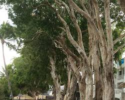 Image result for Melaleuca leucadendron