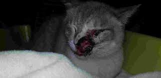 I Picked Up A Stray Cat But I Dont Have The Funds To Take Him To The Vet Petcoach