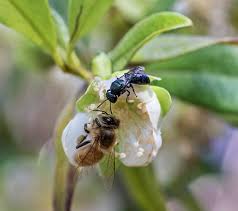 Image result for Lipotriche