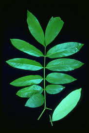 Image result for Xylia torreana