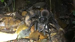 Educational natural pest control test natural in today's video i decided to share with you this video of my tarantula eating some super worms and hornworms !! A B C Man Filmed A Molting Tarantula For 10 Hours This Is The Terrifying Result Bc Globalnews Ca