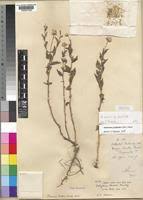 Image result for Athroisma gracile