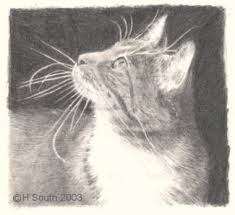 Finalprodigy / june 27, 2012. How To Draw A Cat In Graphite Pencil