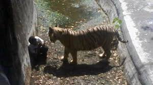 Resumen del libro tigre blanco. Un Tigre Blanco Mata A Un Estudiante En El Zoo De Nueva Delhi