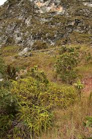 Image result for Dicranopteris elegantula