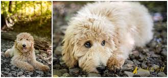These puppies located in painesville come from many different zip codes, including, 44077. Douglas Theodore The Goldendoodle Puppy Beaver County Pet Photography Bark Gold Photography Pittsburgh Pet And Dog Photographer