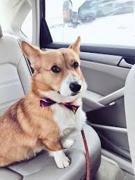 5 out of 5 stars. Rip Cheddar Holt Brooklyn Nine Nine Scenes Show He Was A Good Dog Film Daily