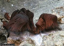 Image result for Stemonitis splendens