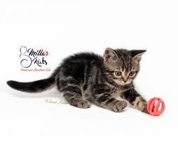 According to the cat fanciers' association, in 2012. American Shorthair Kittens For Sale Milla S Kats