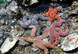 Resultado de imagen para invertebrados equinodermos