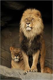 Lion Couple Portrait Lion Pantheraleo Lions Lioncouple Lion Lioness Lioncoupleportrait Biasca Les Chats Sauvages Animaux Sauvages Animaux Adorables