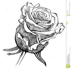 Dibujos a blanco y negro. El Bosquejo Digital Blanco Y Negro Del Dibujo Subio Ilustracion Del Vector Ilustracion De Freehand Digital 45092496