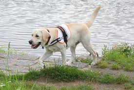 Image result for labrador retrívr
