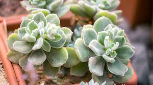 To determine if your cactus or succulent is ready to be watered touch the soil. How To Grow Cactuses And Succulents Pro Mix Gardening