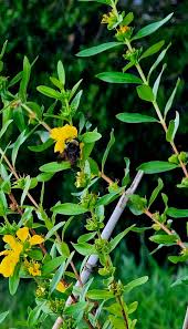 Image result for Heimia salicifolia
