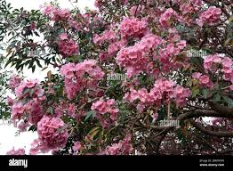 Image result for Handroanthus impetiginosus