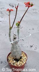 Byjanie august 2, 2020november 21, 2020. Jatropha Podagrica Goiut Plant Toptropicals Com Plants Cool Plants Cacti And Succulents