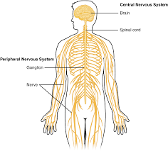 Advertisement the brain performs an incredible number of tasks and nervous. Central Nervous System Wikipedia