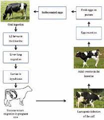 Schematic Representation Of The Life Cycle Of T Vitulorum In Cattle Download Scientific Diagram