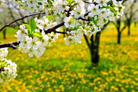 Branches also grow in an effort to find as much light for their. Spring Flowering Tree Photo Information Pictures Of Spring Flowers Spring Flowering Trees Flowering Trees
