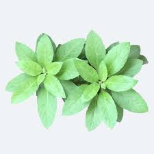 Image result for Gynura