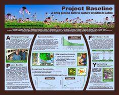 The most popular collection of free poster mockup psd templates for your next creative projects. 20 Capstone Project Ideas Science Poster Research Poster Scientific Poster