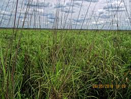 Image result for Andropogon gayanus
