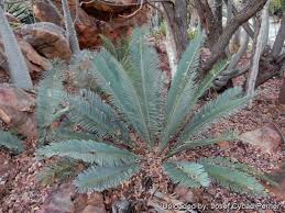 Image result for Encephalartos ngoyanus