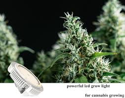 But can you grow a marijuana plant indoors with just a regular light bulb? How To Use Led Grow Light To Help Indoor Cannabis Growers To Earn More Money Agc Lighting