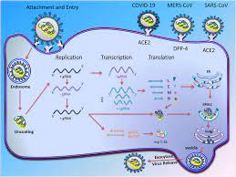 Frontiers The Potential Therapeutic Effect Of Rna Interference And Natural Products On Covid 19 A Review Of The Coronaviruses Infection Pharmacology