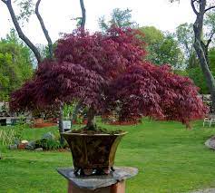 Growing Trees In Pots Or Containers Allows You To Bring New Dimensions To Your Growing Space Beyond Classic Contai Potted Trees Growing Tree Container Plants