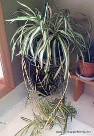 How To Propagate Spider Plants Get Busy Gardening Plants Spider Plants Propagating Plants