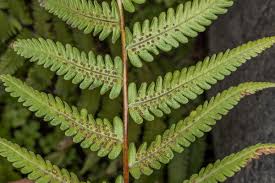 Image result for Christella dentata