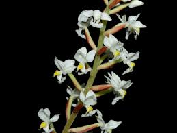 Image result for Loxodera