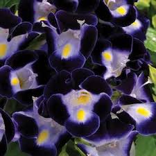 Kauai Deep Blue Wishbone Flower Seeds Blue Plants Annual Flowers Flower Seeds