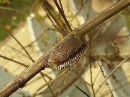 Several records of praying mantis eating a hummingbird have been subject to research. The Praying Mantis Egg Case And The Shrubbery The Amazing Plant Project