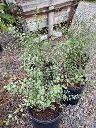 Image result for Pittosporum tenuifolium