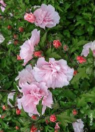Image result for Hibiscus syriacus ´Pink Chiffon
