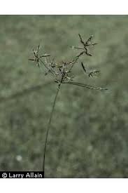 Image result for Cyperus sp.no.3