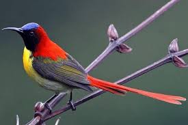 We did not find results for: 45 Jenis Burung Kolibri Paling Cantik Beserta Ciri Ciri Gambarnya