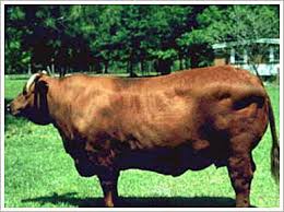 Condition score 1 emaciated visible bone structure. Cattle Body Condition Scoring How And Why To Monitor Cattle Body Fat