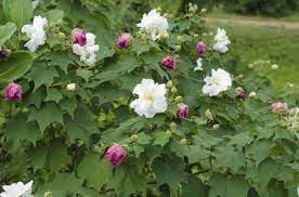 How To Grow A Confederate Rose Hunker Planting Roses Hibiscus Showy Flowers
