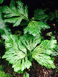 Image result for Selaginella kivuensis