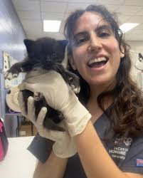 JHS friends, meet Casserole! 😻😻 Casserole is an adorable, fluffy,  handsome-bo-bandsome 1-month-old boy. Casserole currently has three  hobbies: eating, sleeping, and serving looks. The only thing this little  dude is lacking? A