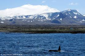 Titan of the grove uses allies cannot die aura. Snaefellsnes Peninsula Best 15 Things To Do In Snaefellsnes Iceland