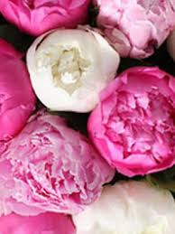 Shop for peony art from the world's greatest living artists. Peonies For Sale Peony Flowers For Weddings Flower Explosion