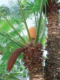 Image result for Cycas