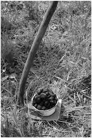 Image result for Roeperocharis wentzeliana